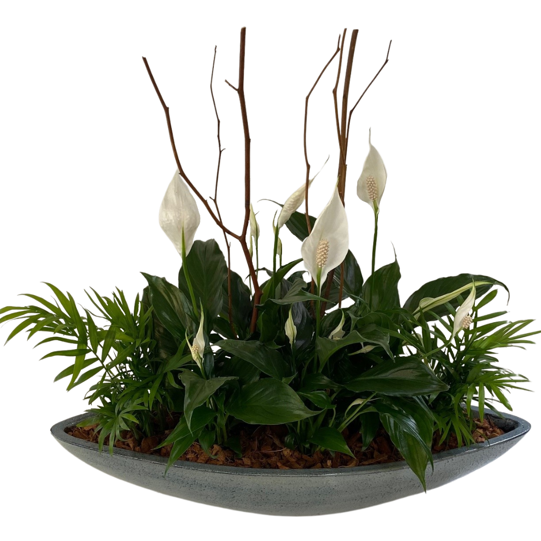Giant Peace Lily Boat