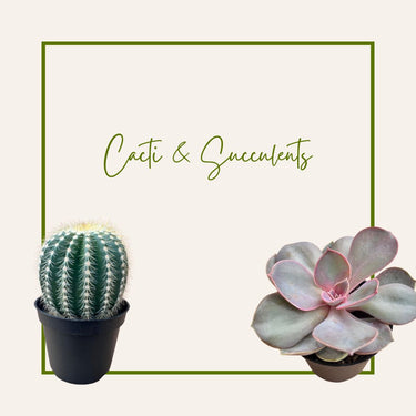 Cacti / Succulents