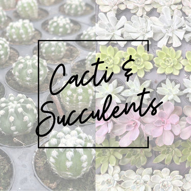 2024 Cacti & Succulents