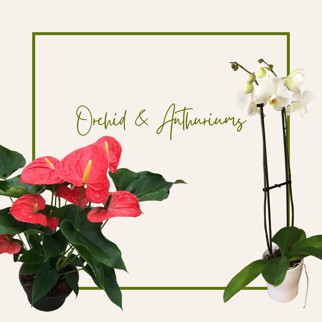 Orchids / Anthuriums