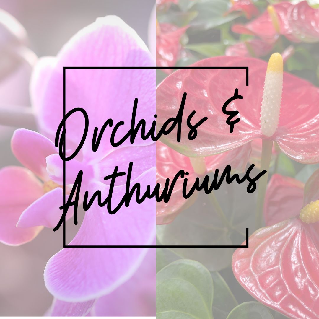 2024 Orchids & Anthuriums