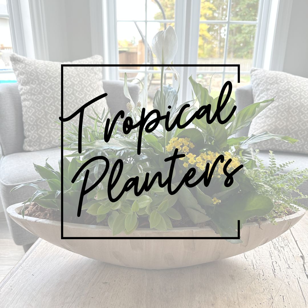 2024 Tropical Planters