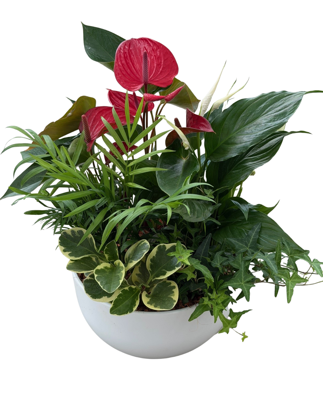 Mother's Day XL Mixed Anthurium Bowl