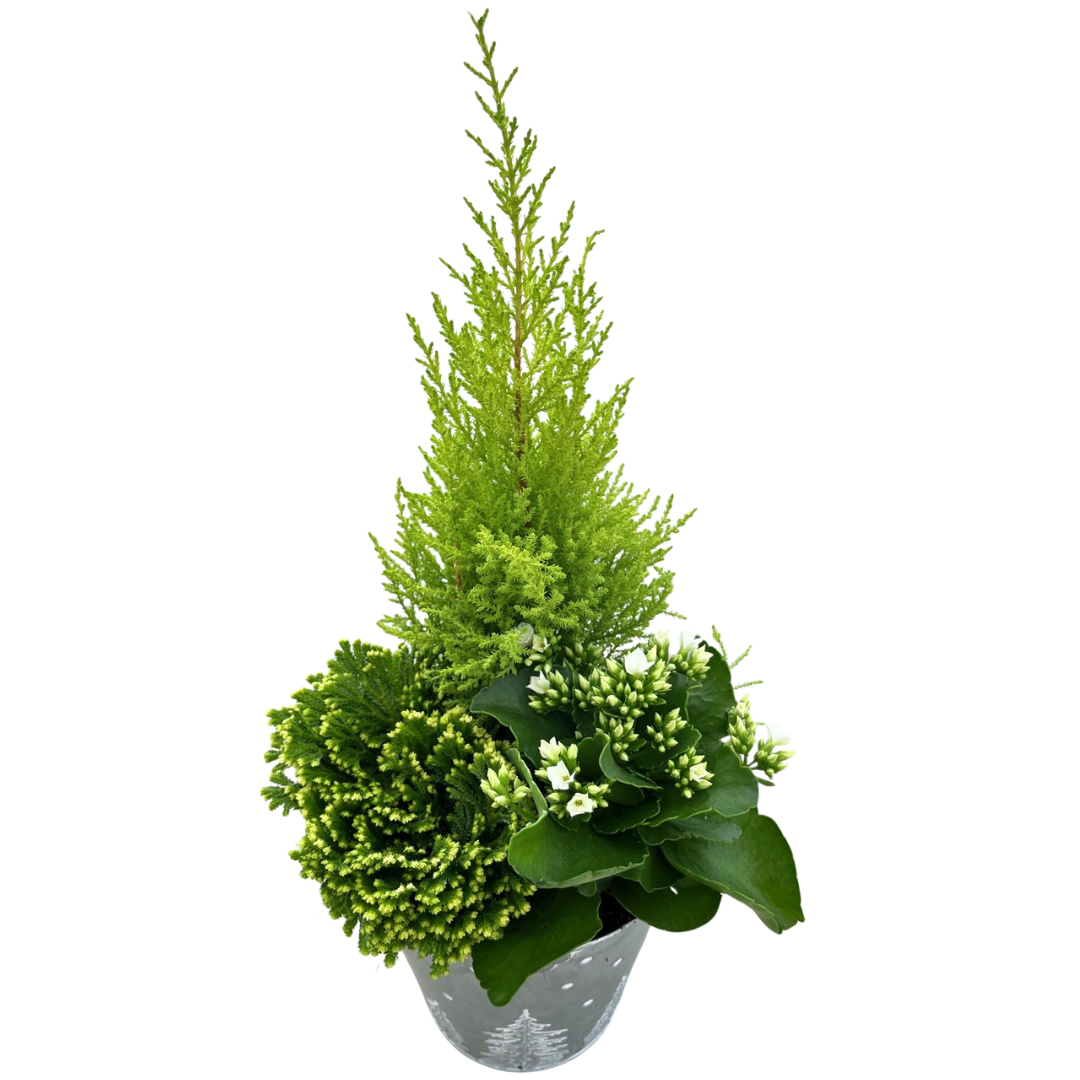 Christmas Medium Mix Tree Tin Bucket