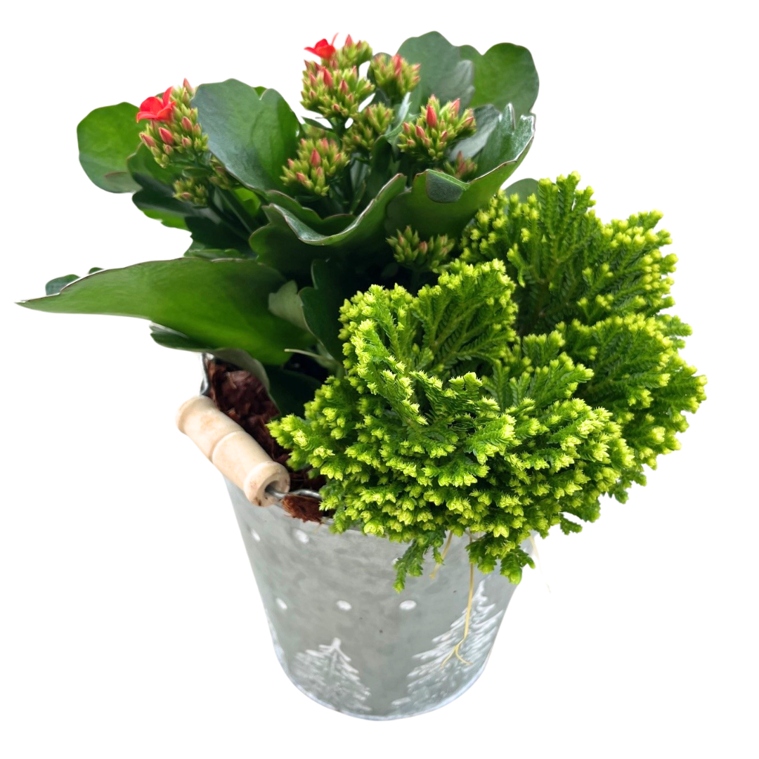 Christmas Small Mix Tree Tin Buckets