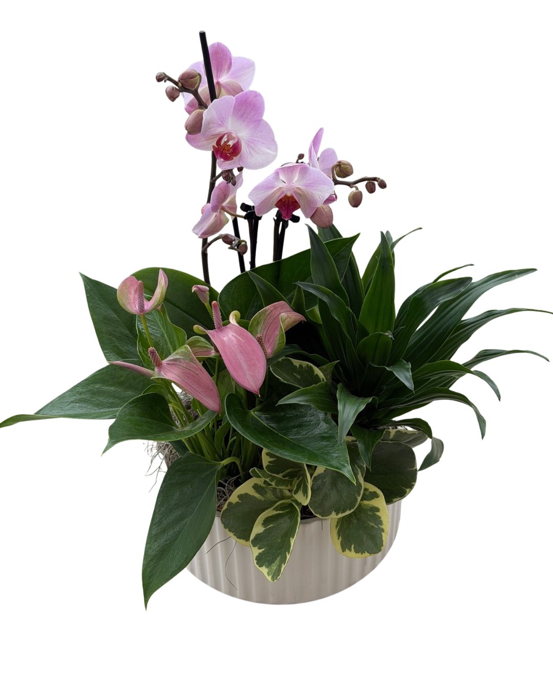 Mother's Day Mixed Tropical Ribbed Planter
