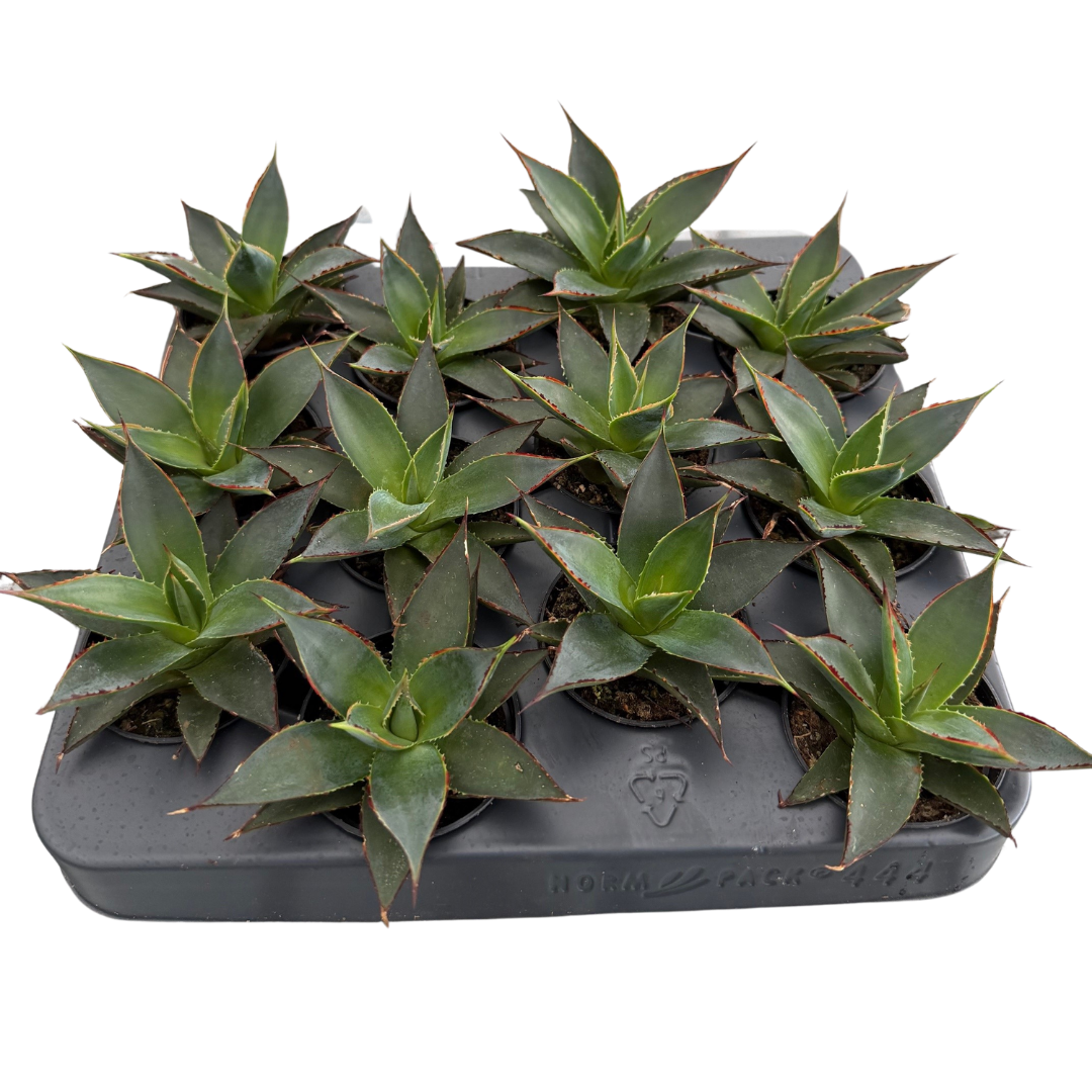 2.5" Agave Shaka Zulu (Pack 12)