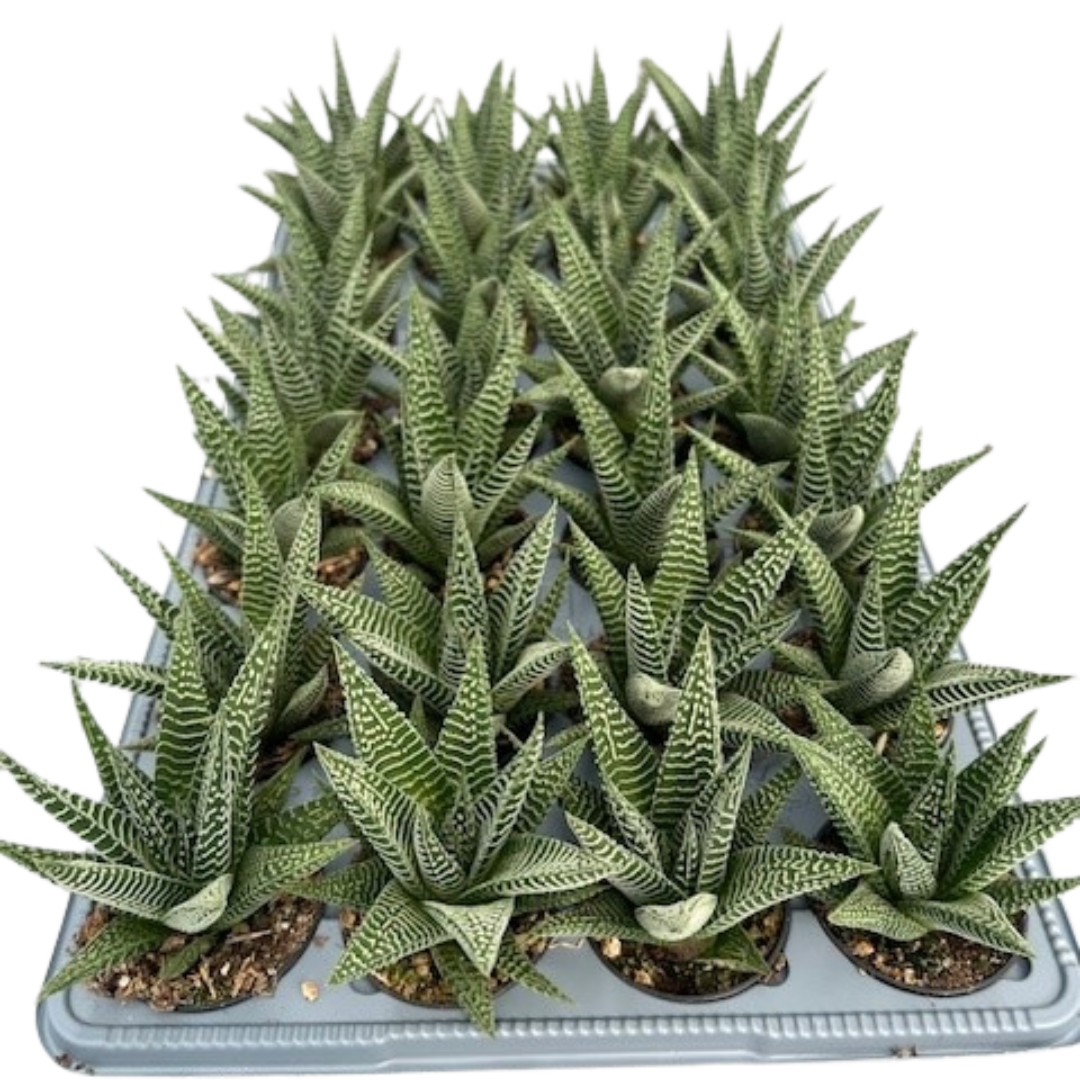 2.5" Hawarthia Limifolia Zebra (Pack 28)