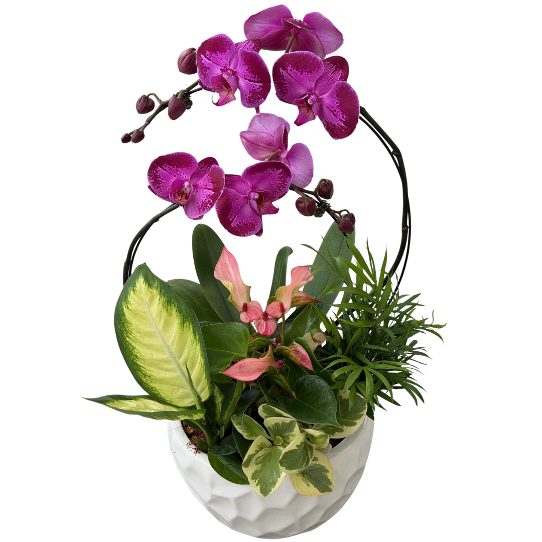 XL Luna Orchid Planter