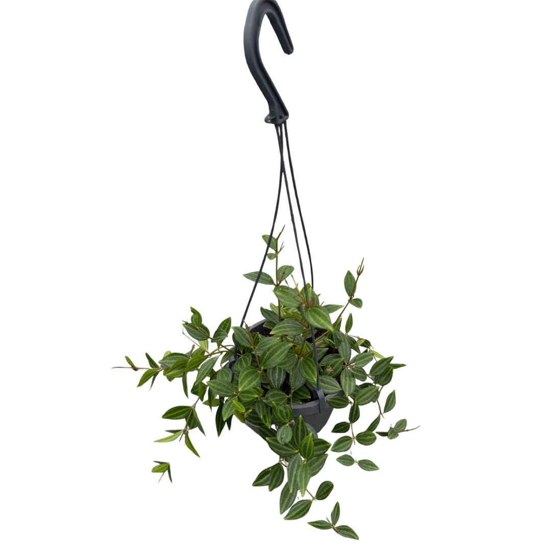 6" Peperomia Angulata HB
