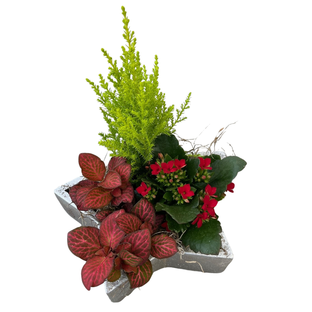 Christmas Medium Tropical Silver Star