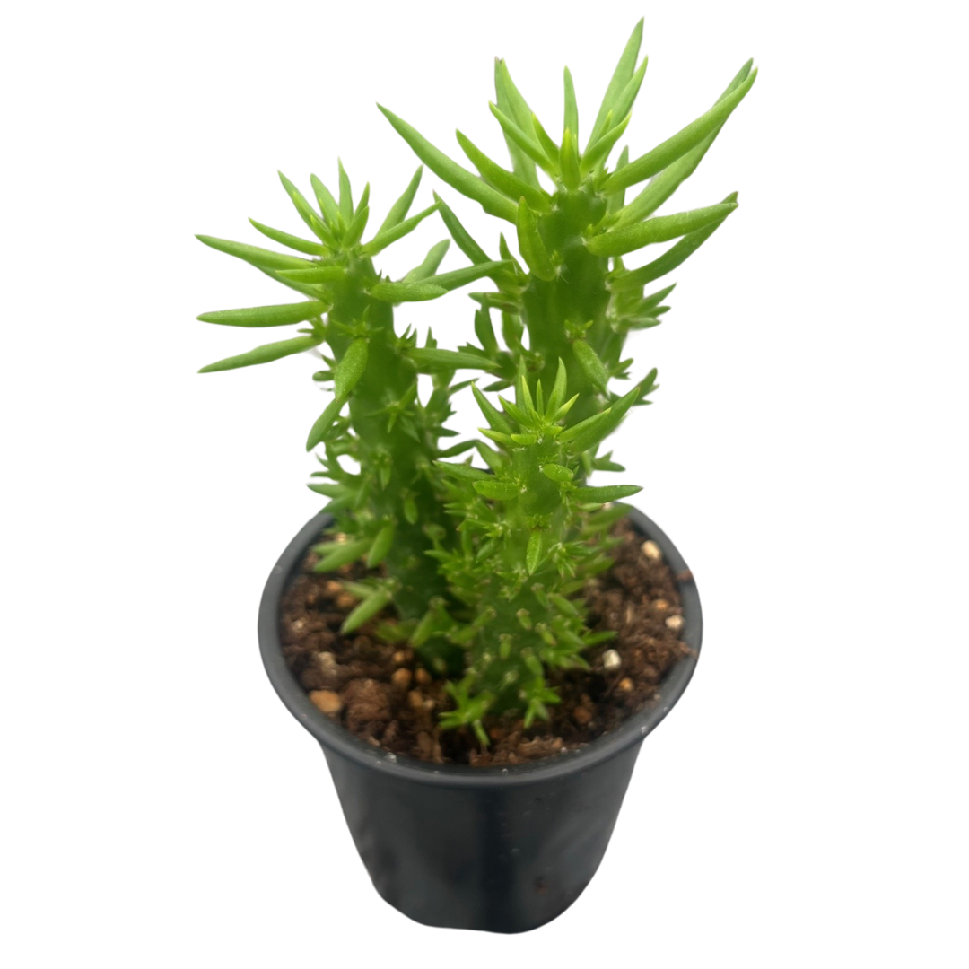 4" Opuntia Subulata