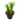 4" Opuntia Subulata