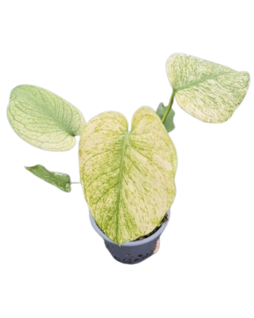 4” Monstera Mint Variegated