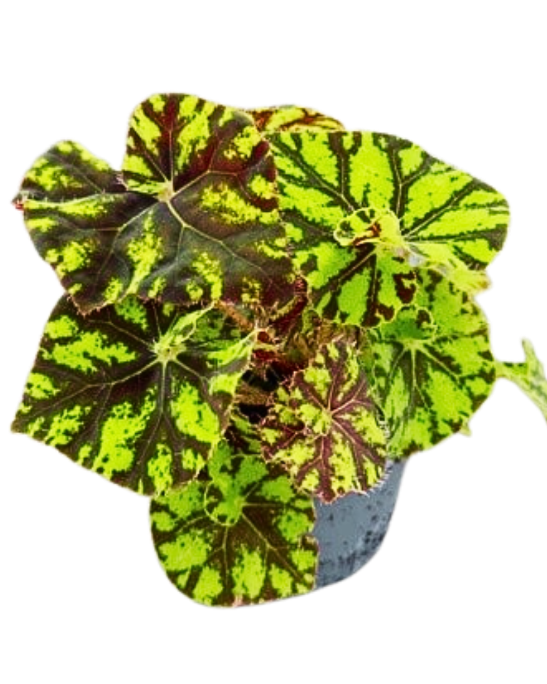 4” Begonia Rex Mauritius