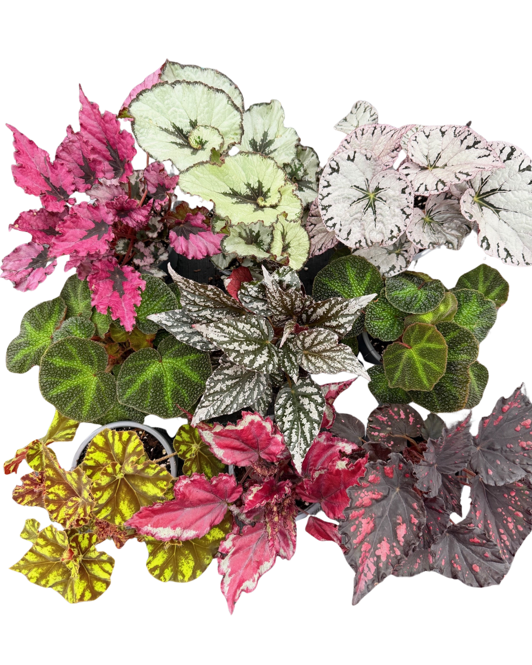 4" Begonia Rex Mix