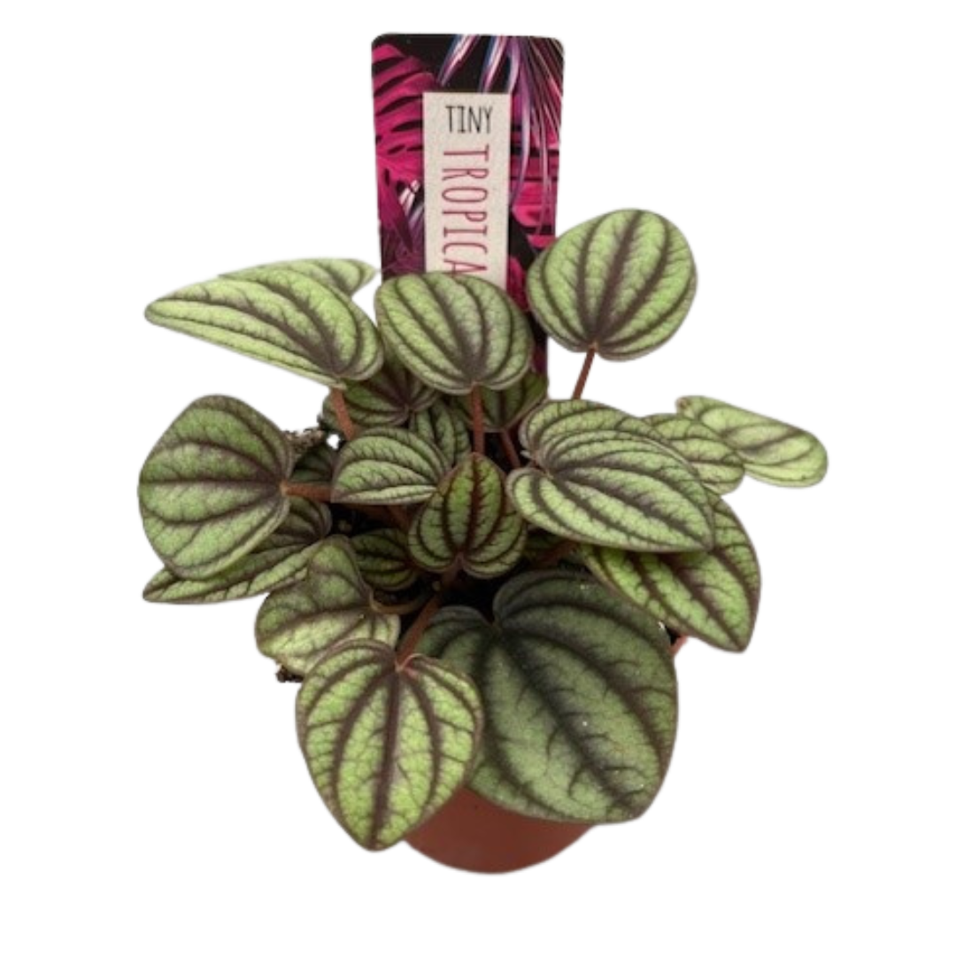 3" Assorted Tiny Peperomia Piccolo Banda (Pack 12)