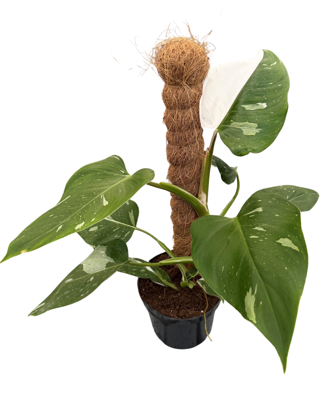 6" Philodendron white wizard with moss pole