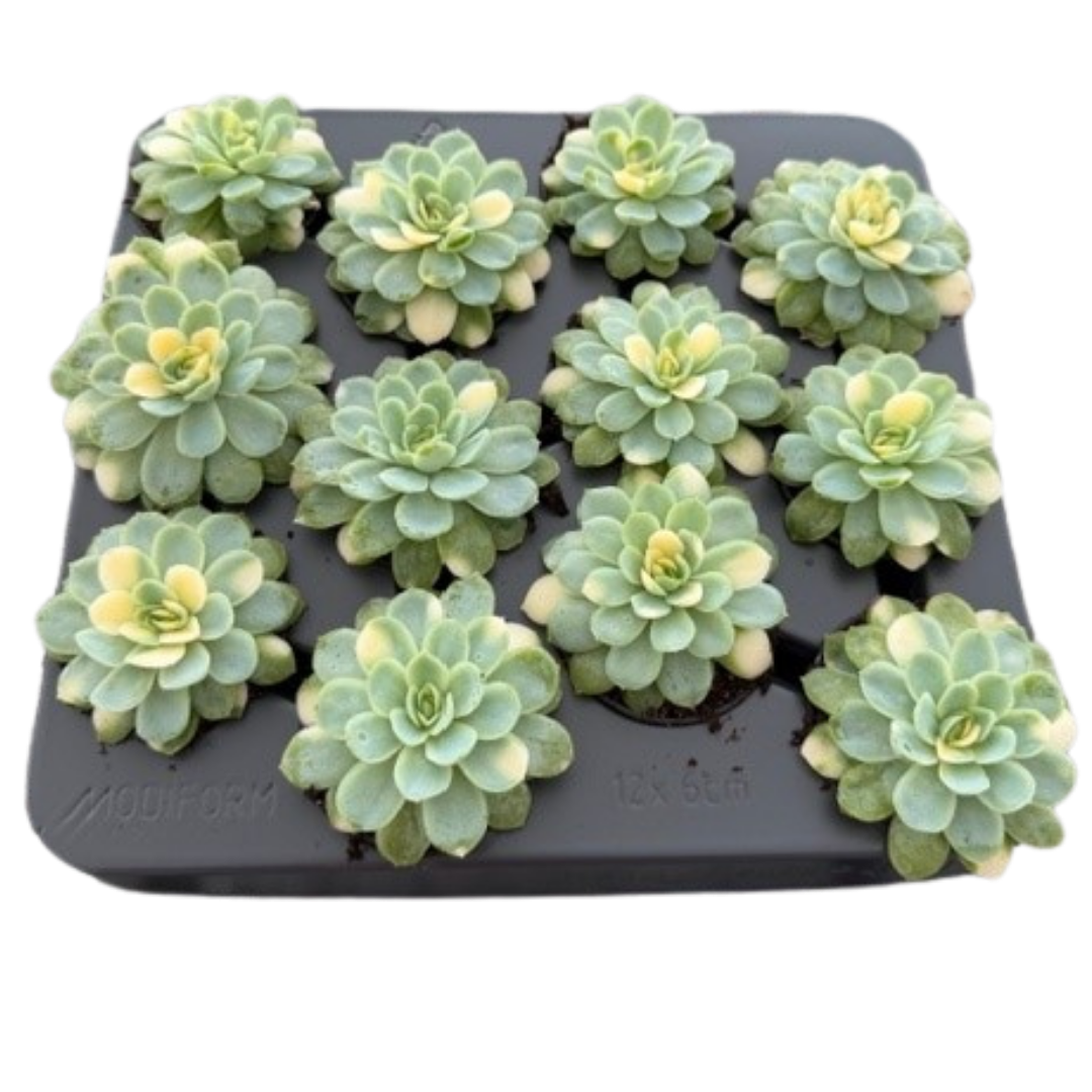 2.5" Echeveria Variegated "Vlecky" (Pack 12)