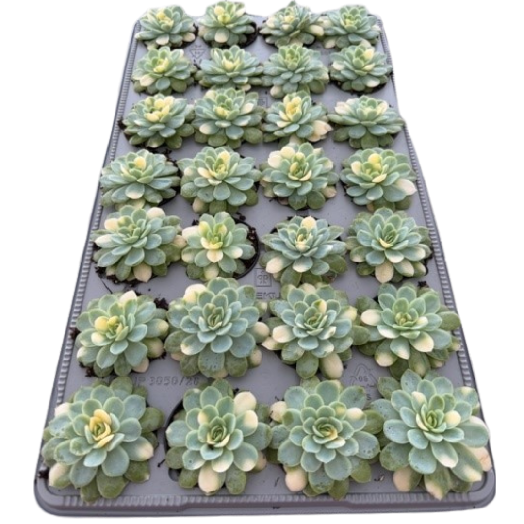 2.5" Echeveria Variegated "Vlecky" (Pack 28)