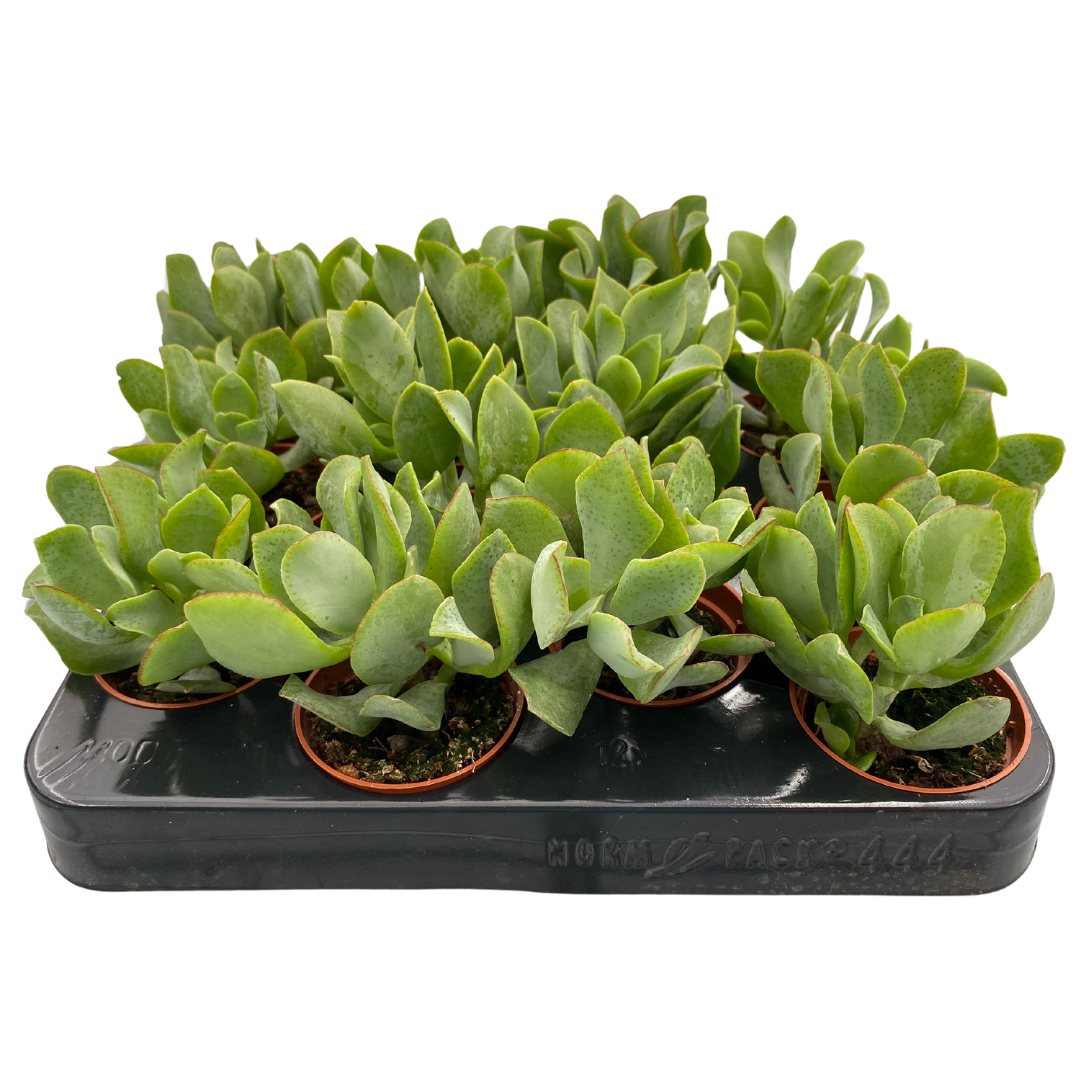 2.5" Crassula Curly Grey (Pack 12)