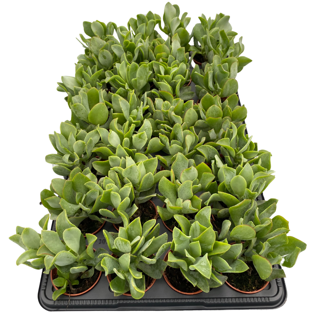 2.5" Crassula Curly Grey (Pack 28)