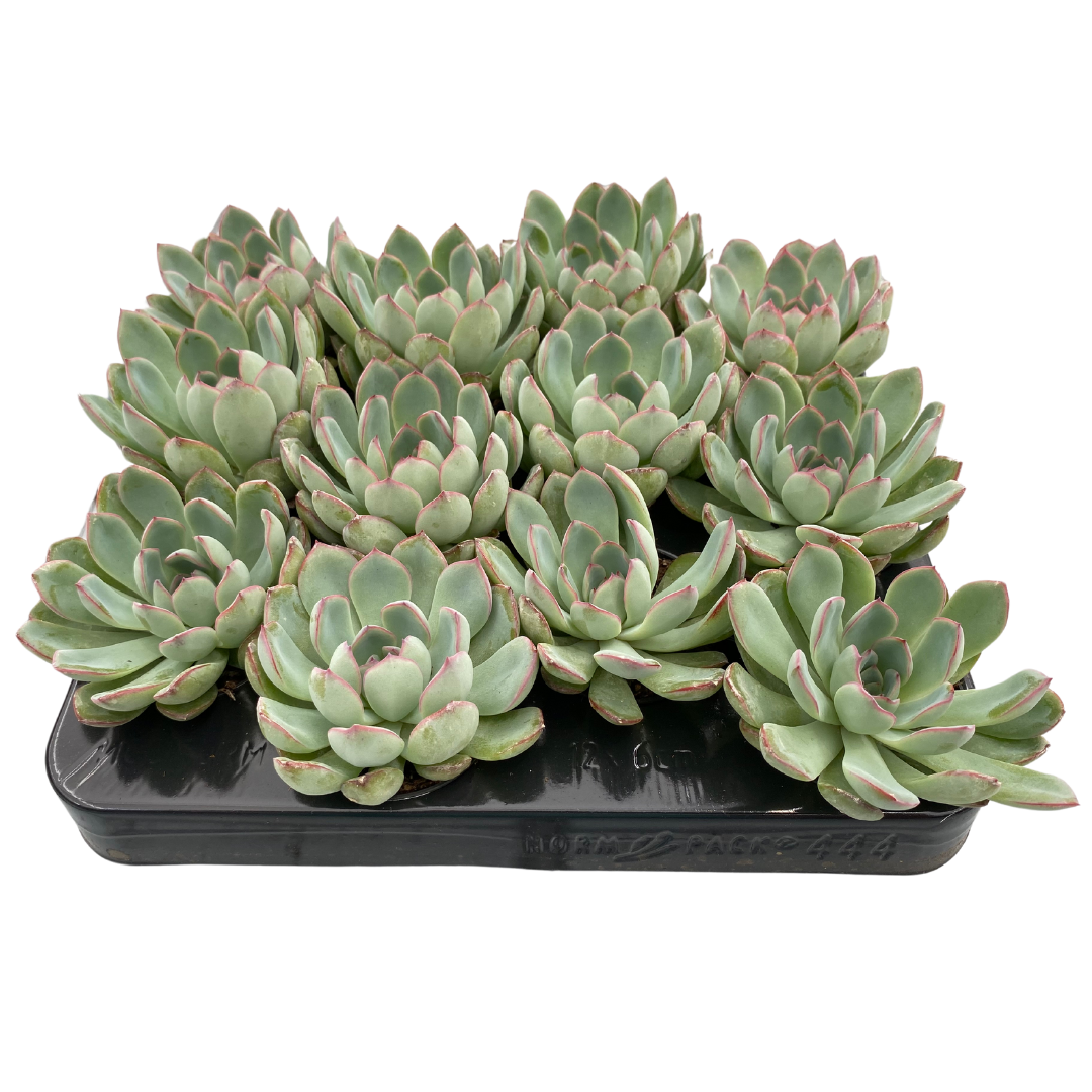 2.5" Echeveria Apus (Pack 12)