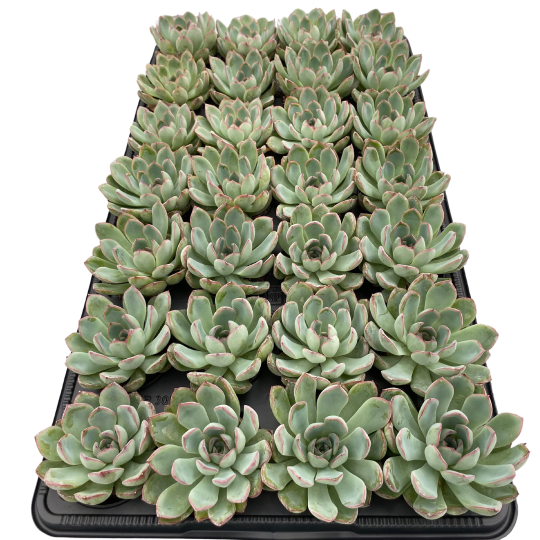 2.5" Echeveria Apus (Pack 28)