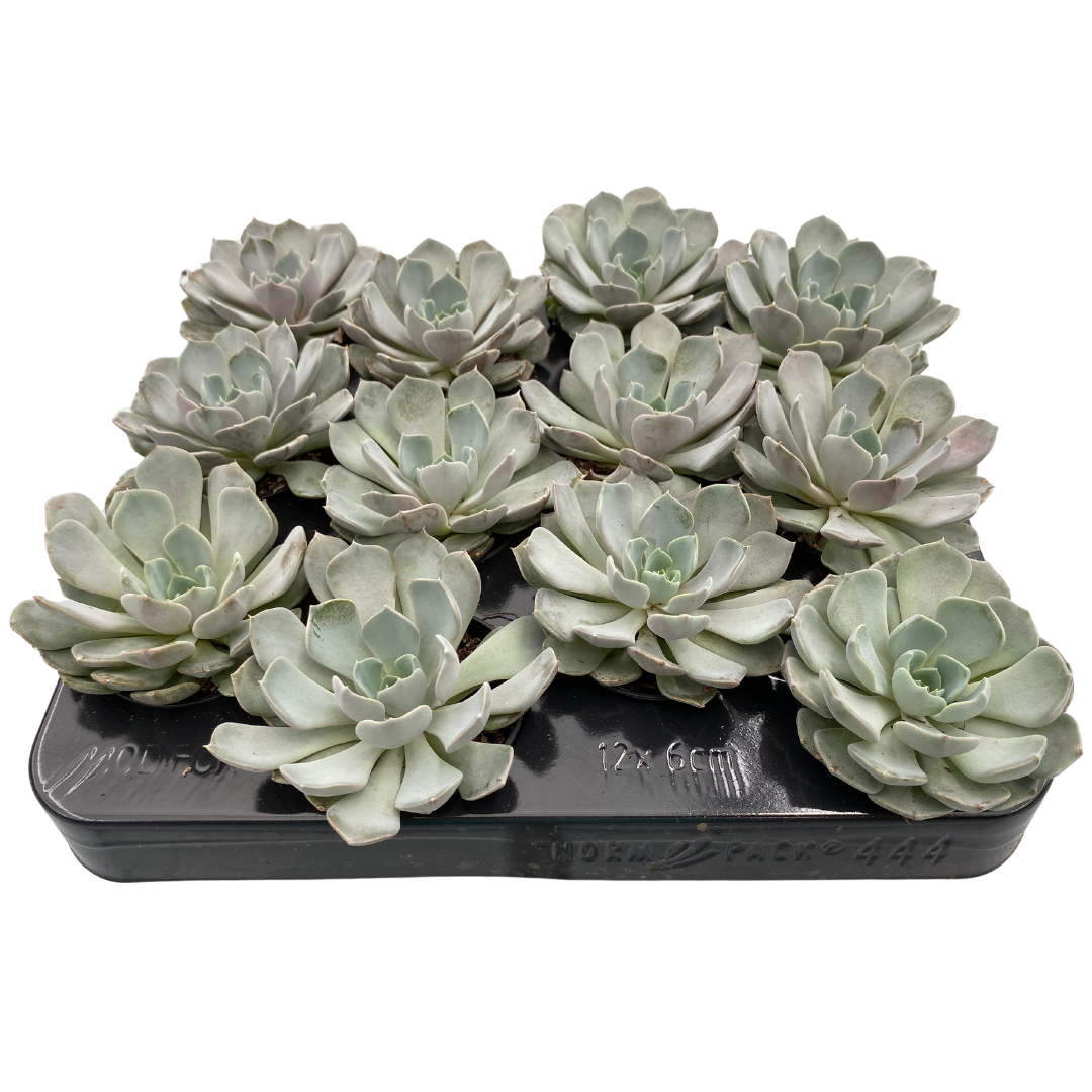 2.5" Echeveria Carolina (Pack 12)