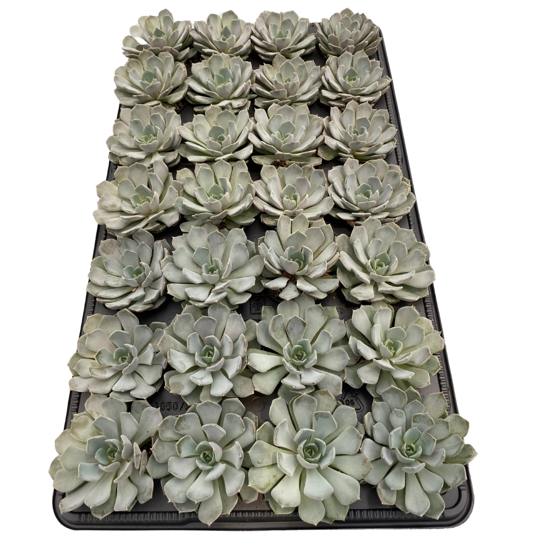 2.5" Echeveria Carolina (Pack 28)