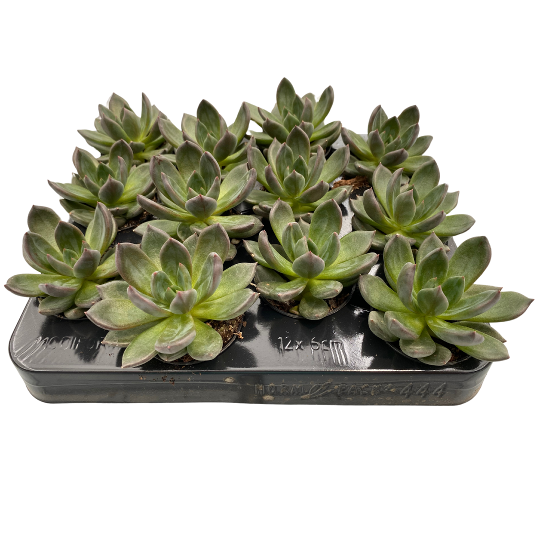 2.5" Echeveria Mamba (Pack 12)