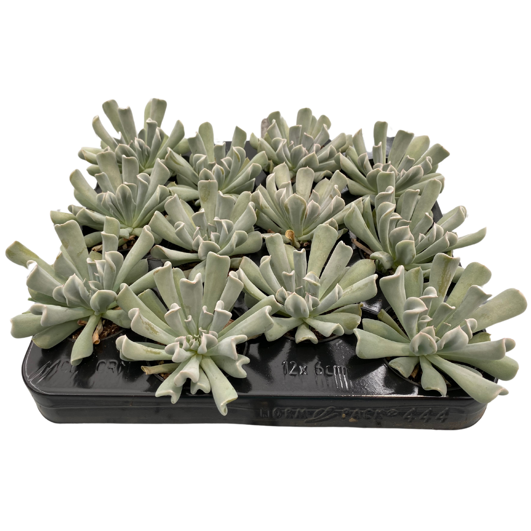 2.5" Echeveria Topsey Turvey (Pack 12)