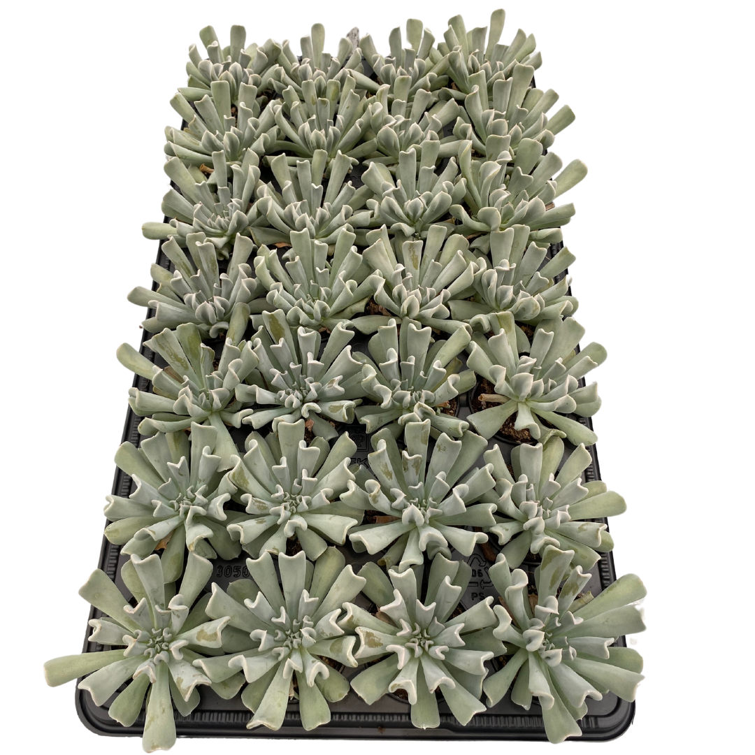 2.5" Echeveria Topsey Turvey (Pack 28)