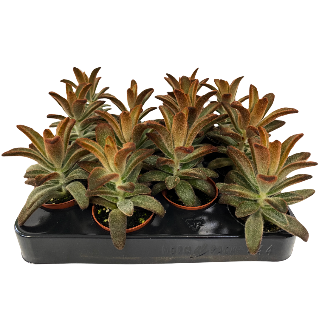 2.5" Kalanchoe Tomentosa Brown (Pack 12)