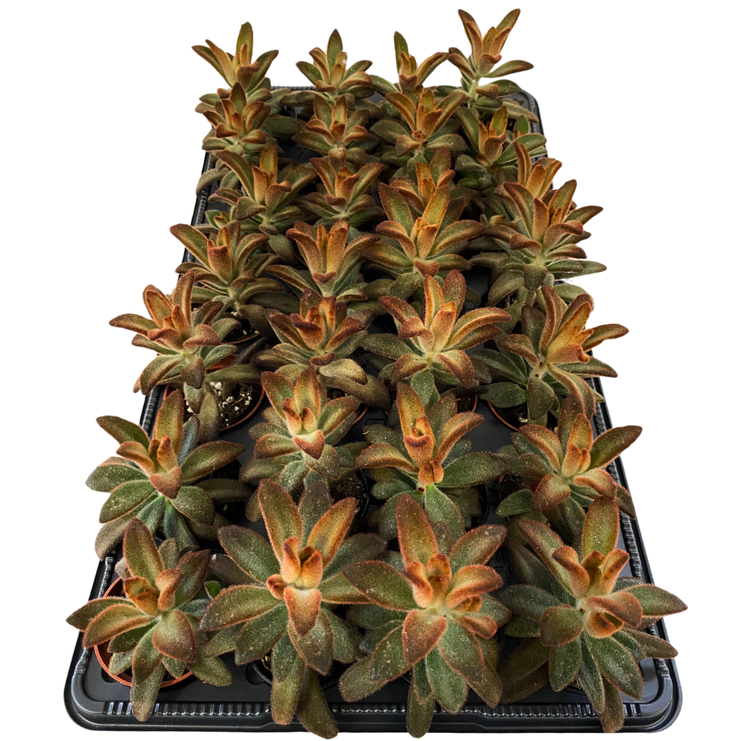 2.5" Kalanchoe Tomentosa Brown (Pack 28)