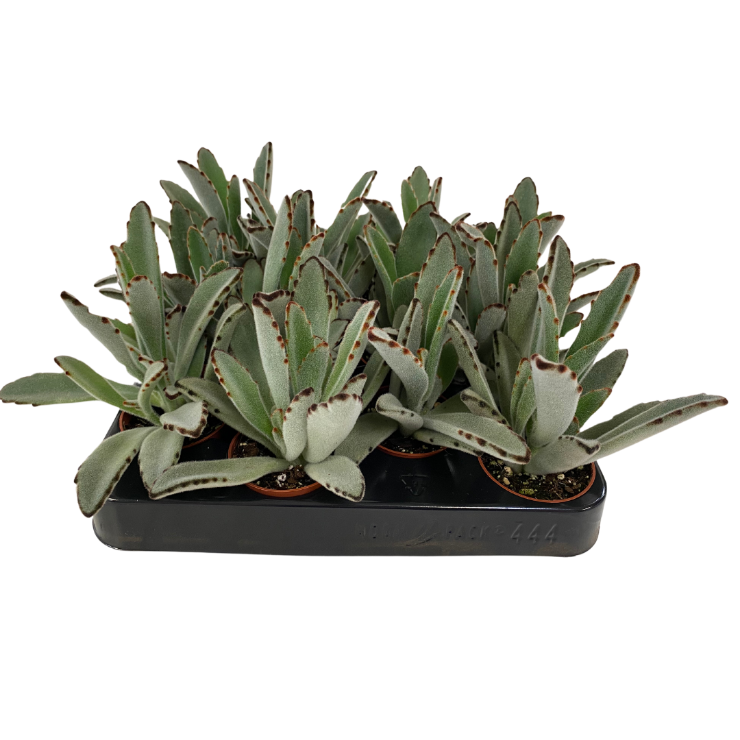 2.5" Kalanchoe Tomentosa (Pack 12)