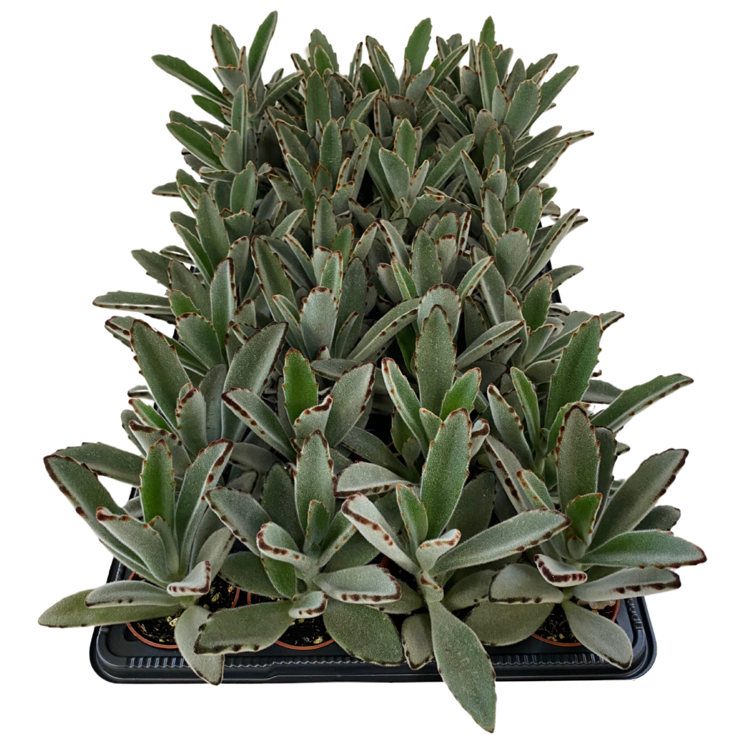 2.5" Kalanchoe Tomentosa (Pack 28)