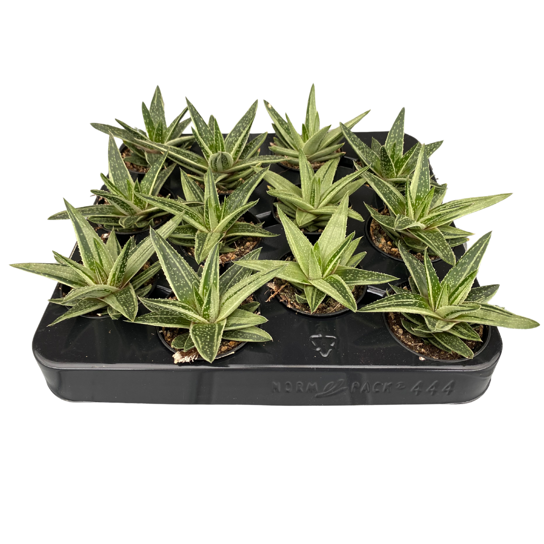 2.5" Gasteria Caleidoscope (Pack 12)