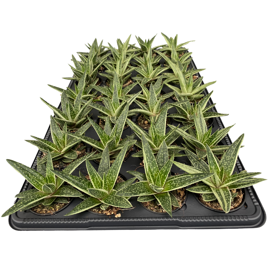 2.5" Gasteria Caleidoscope (Pack 28)