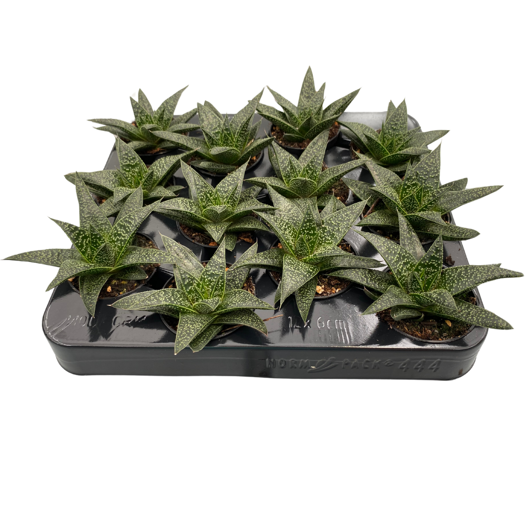 2.5" Gasteria Flow (Pack 12)