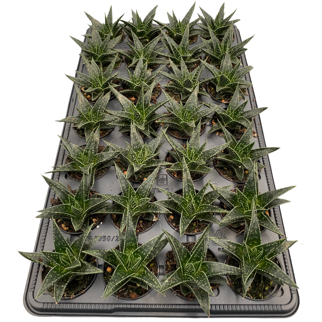 2.5" Gasteria Kyaka (Pack 28)