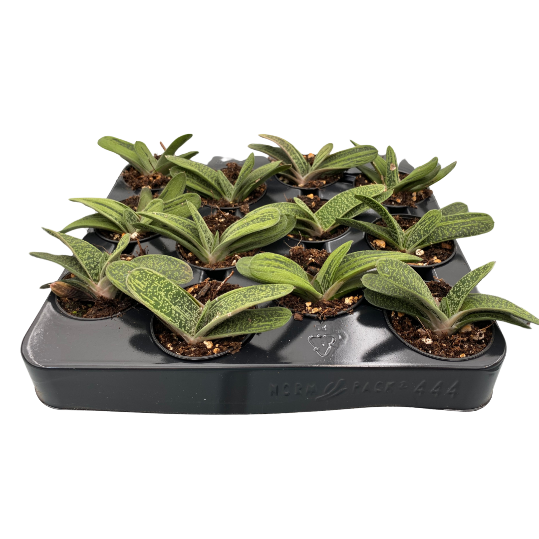 2.5" Gasteria Little Warty (Pack 12)