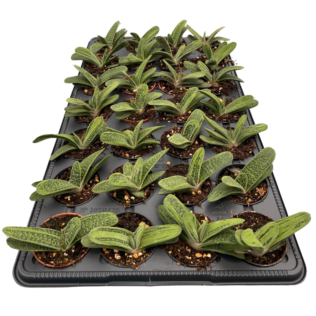 2.5" Gasteria Little Warty (Pack 28)