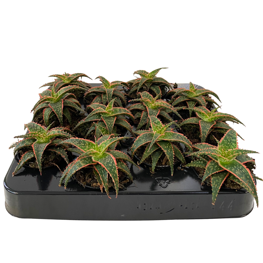 2.5" Red Edged Aloe (Pack 12)