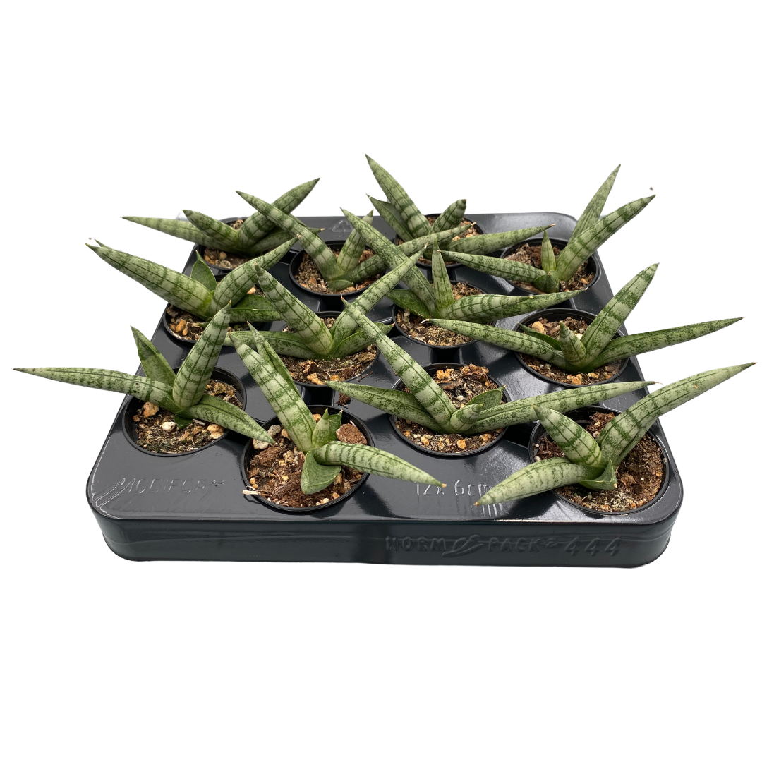 2.5" Sansevieria Boncel (Pack 12)