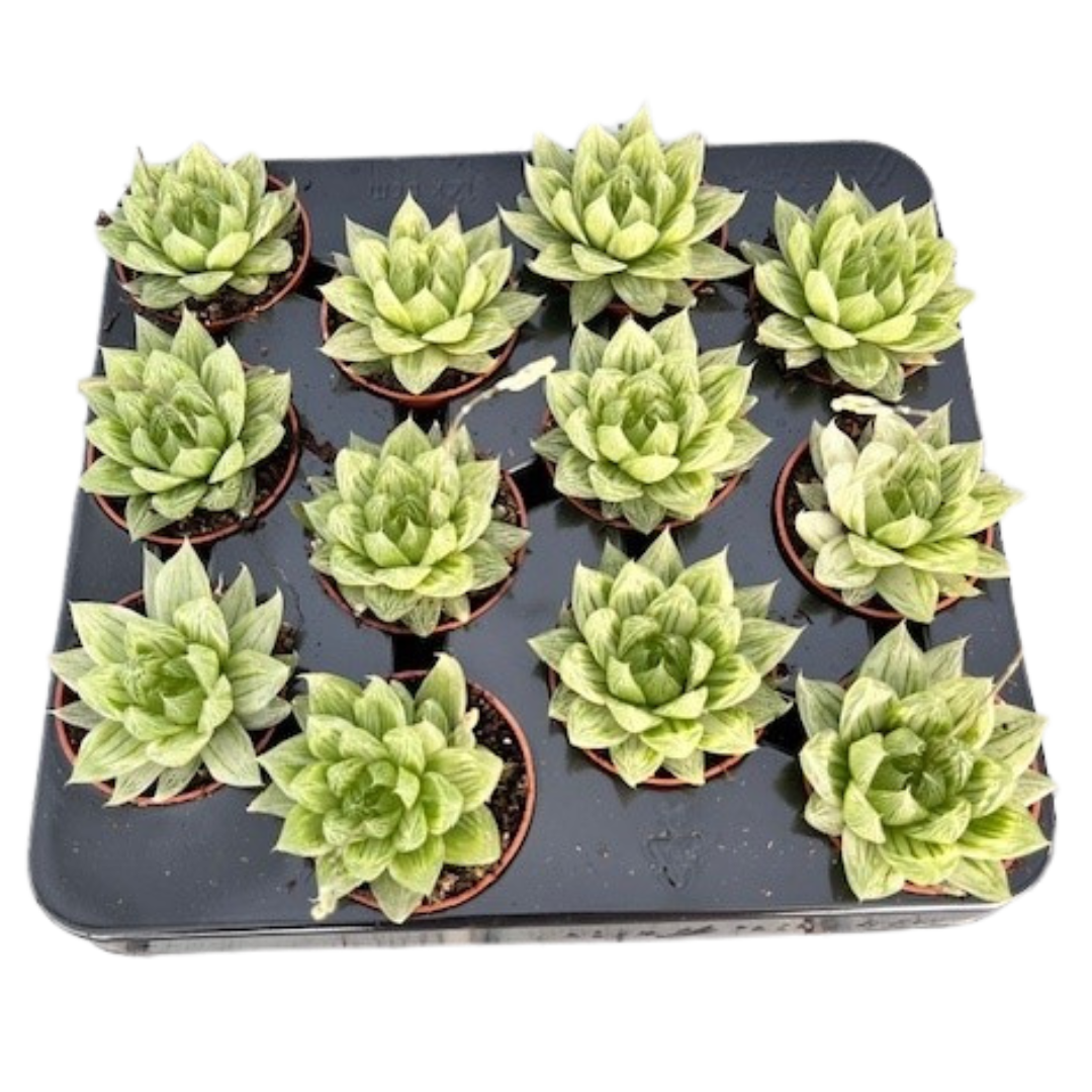 2.5" Hawarthia Cooperi Variegated