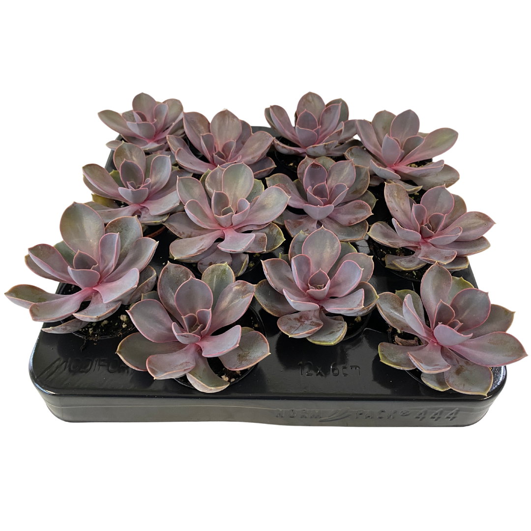 2.5" Echeveria Purple Pearl Von Nuerenberg (Pack 12)