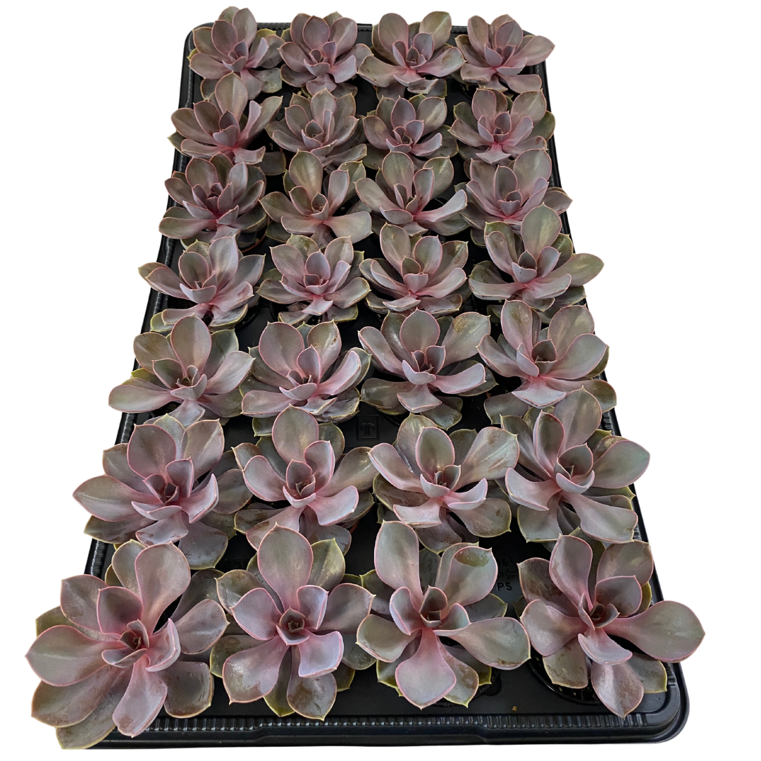 2.5" Echeveria Purple Pearl Von Nuerenburg (Pack 28)