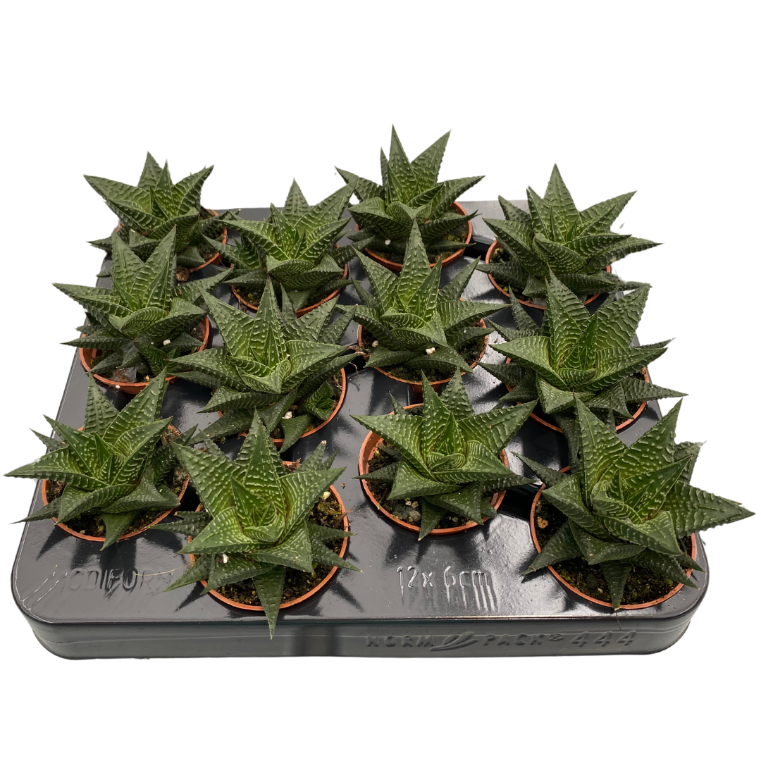 2.5" Hawarthia Limifolia (Pack 12)