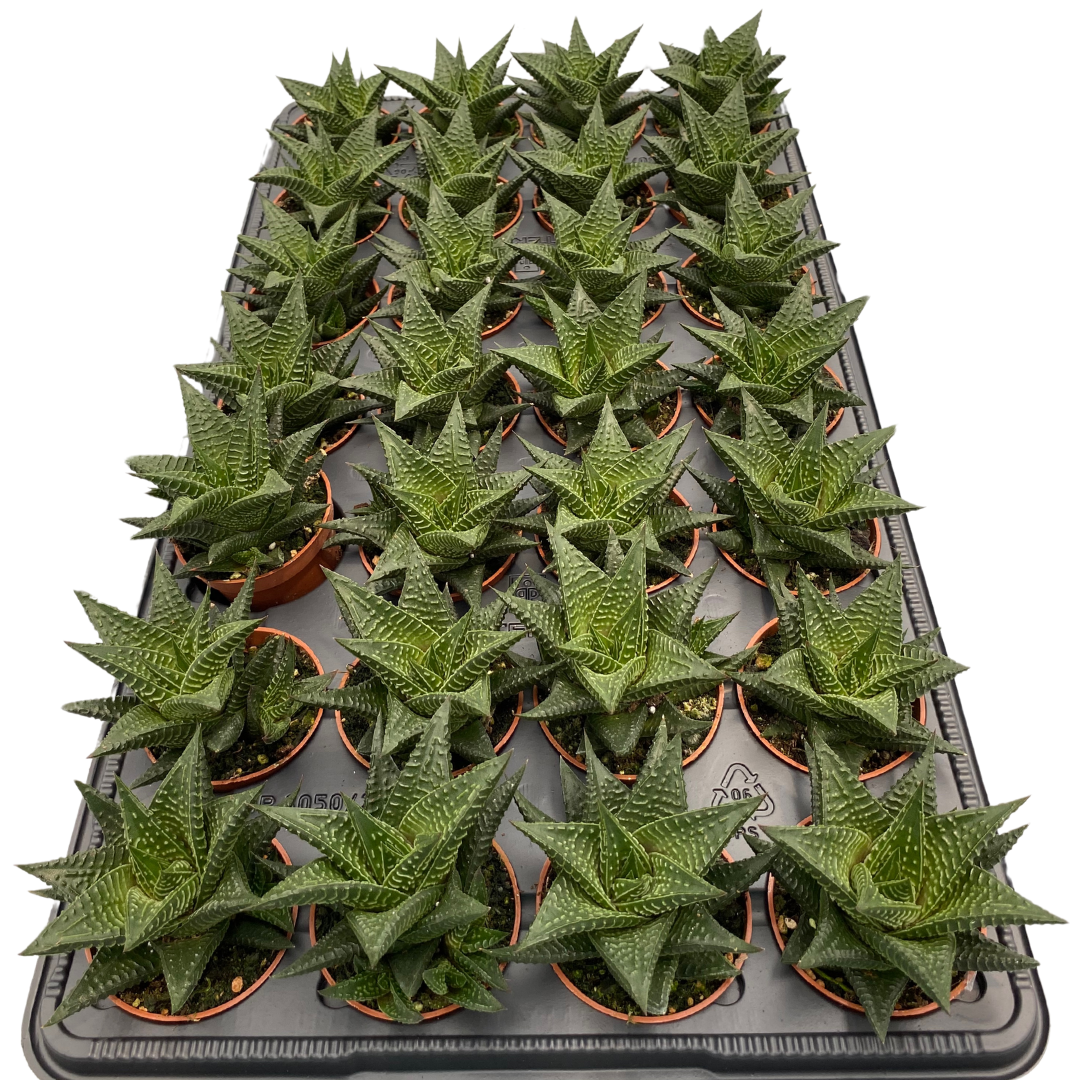 2.5" Hawarthia Limifolia (Pack 28)